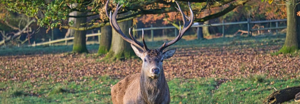 Stag facing the camera