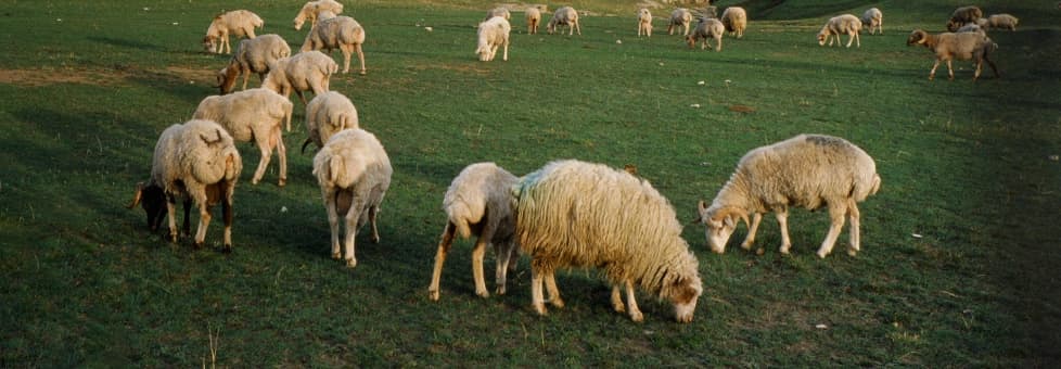 Herd of sheep