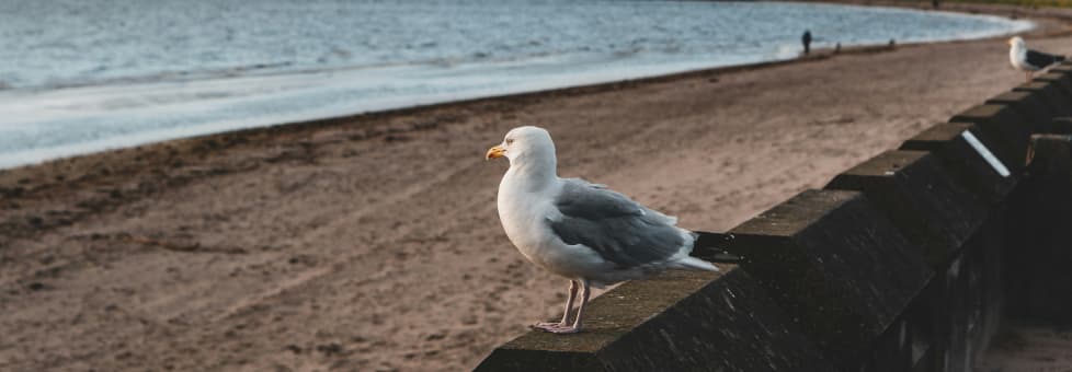Seagull on a beach